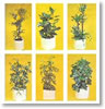 Office plants